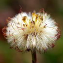 پای کره اسبی